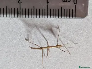 Stick Insects invertebrates Indian Stick Insect Nymphs x 6 - Advert 2
