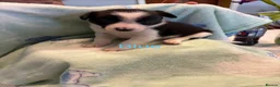 Border Collie dogs for sale: Boarder Collie puppies looking for active homes in Worcester - Advert 6