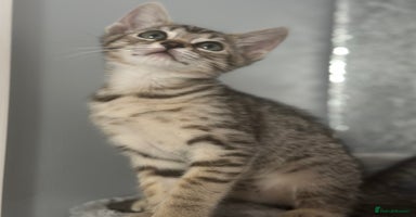 Mixed Breed cats - Advert 2