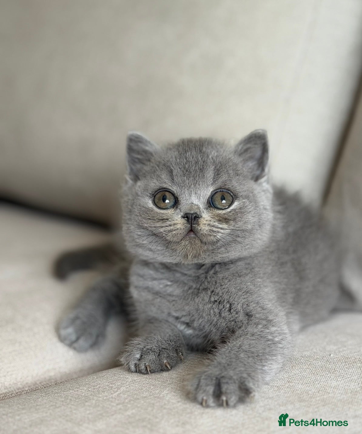 British Shorthair cats for sale: ✨ GCCF BEAUTIFUL KITTENS ✨ - Advert 20