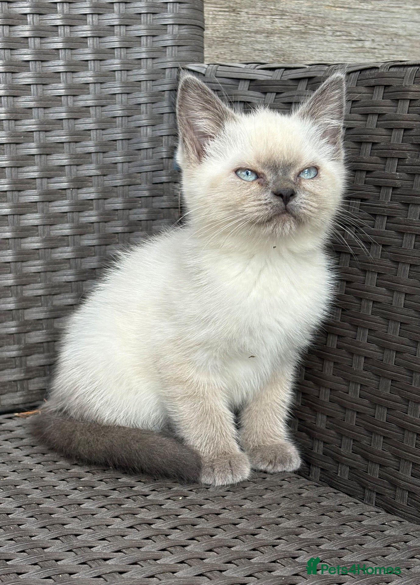 British Shorthair cats British short hair X Scottish fold  - Advert 6