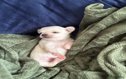 Chihuahua dogs for sale: Beautiful litter of chihuahua boys & girls  - Image 5
