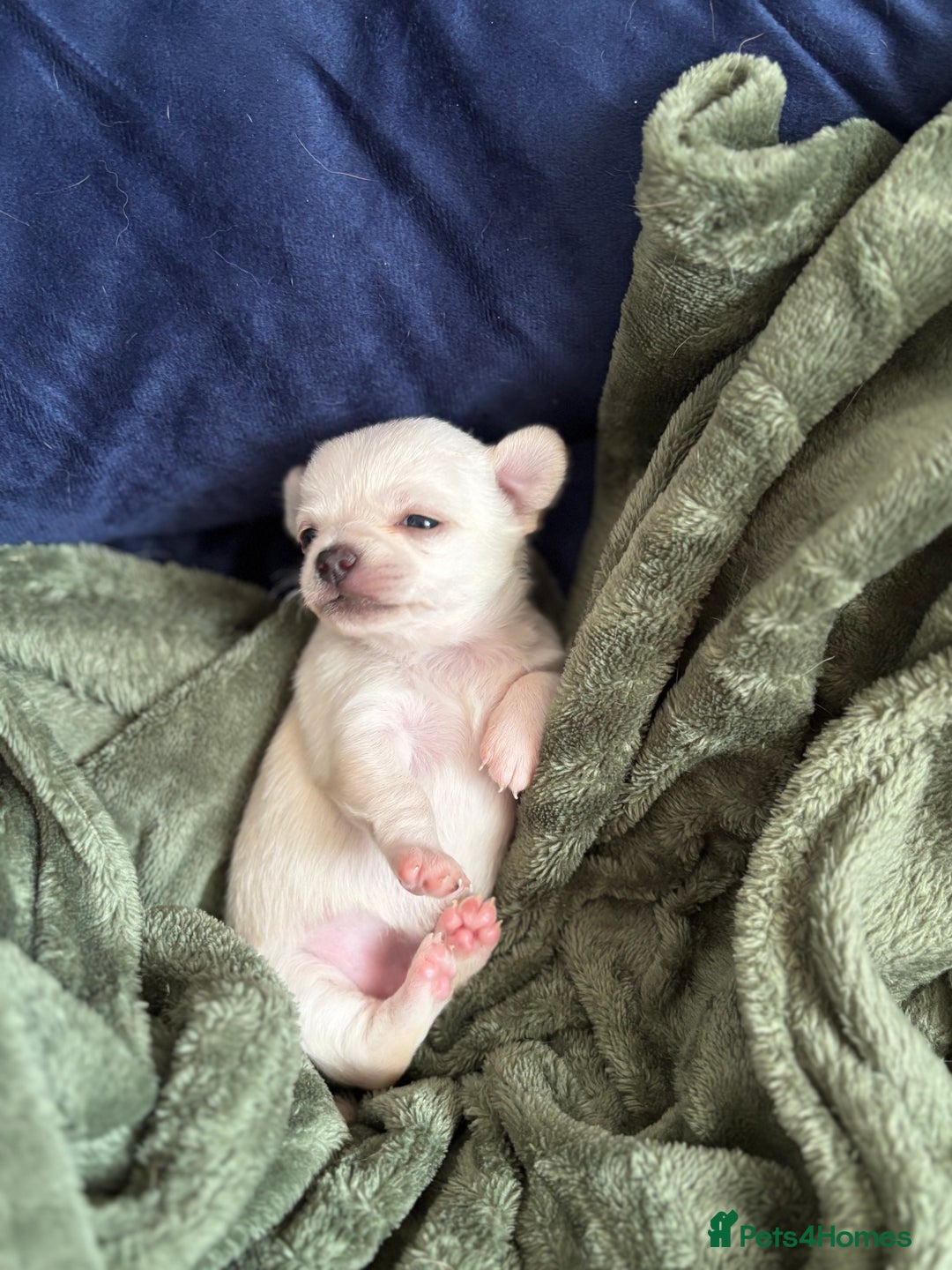 Chihuahua dogs for sale: Beautiful litter of chihuahua boys & girls  - Image 5