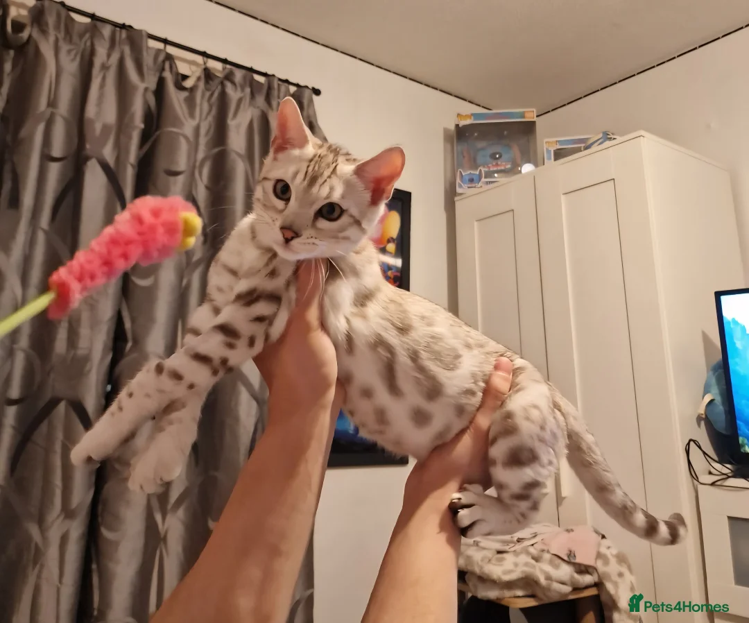 Bengal cats for sale: Ready Now Tica Champion Kittens  - Advert 2