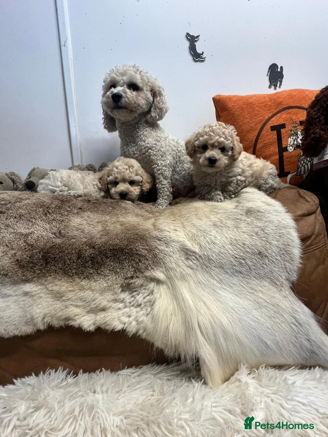 Poochon dogs for sale: Gorgeous little poochon beauties  - Advert 7