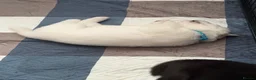 Siberian Husky dogs for sale: Siberian husky puppies - Advert 12