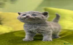 Scottish Fold cats for sale: Scottish straights  - Image 18