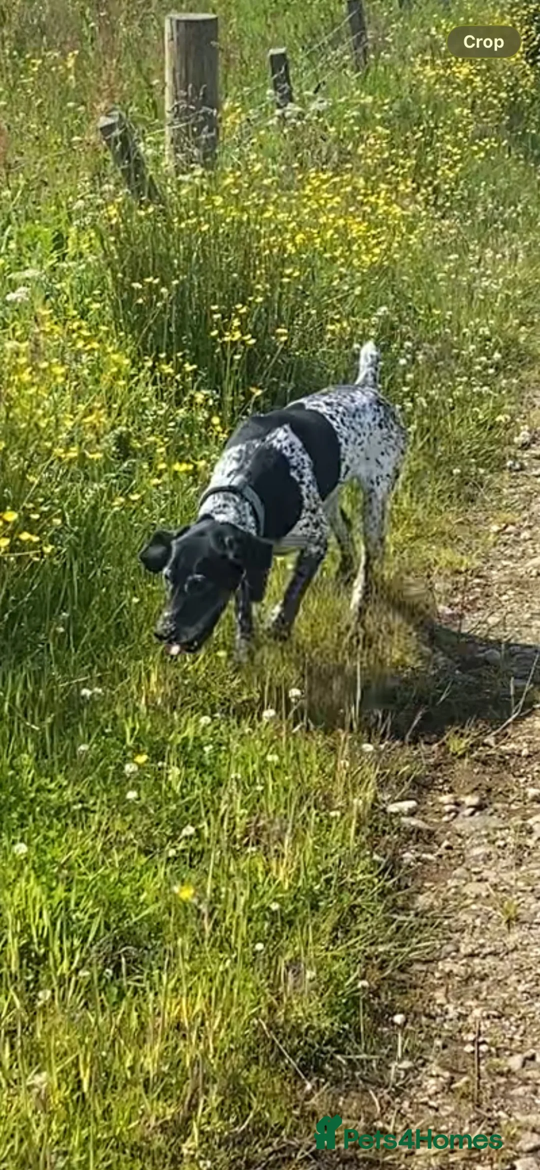 German Shorthaired Pointer dogs for sale: For Rehoming to an Active Family  in Isle of Islay - Advert 2