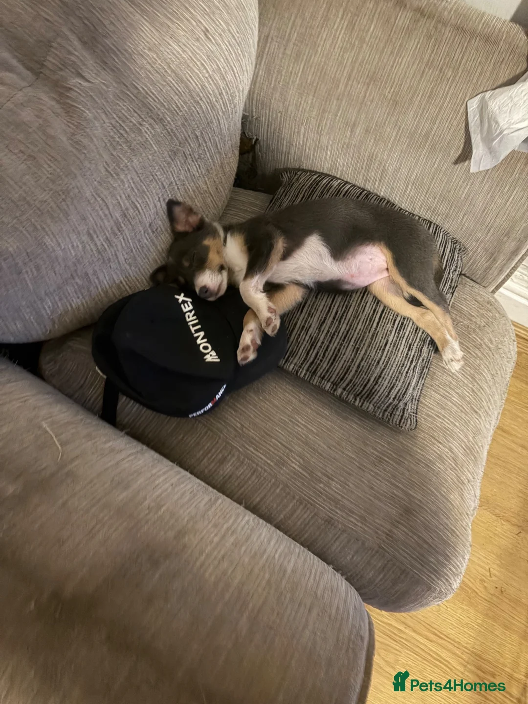 Border Collie dogs for sale: Gorgeous Tri Girl Border Collie  - Advert 8