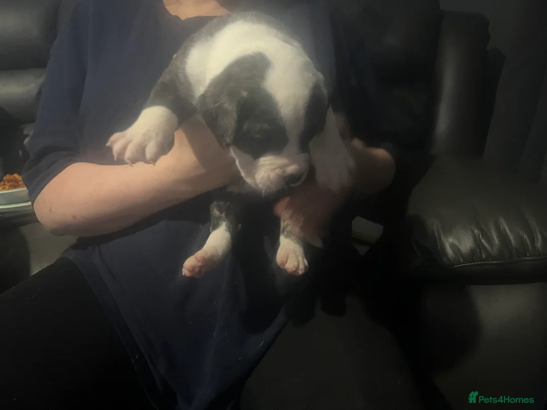 American Bulldog dogs for sale: American bulldog puppies  - Advert 10