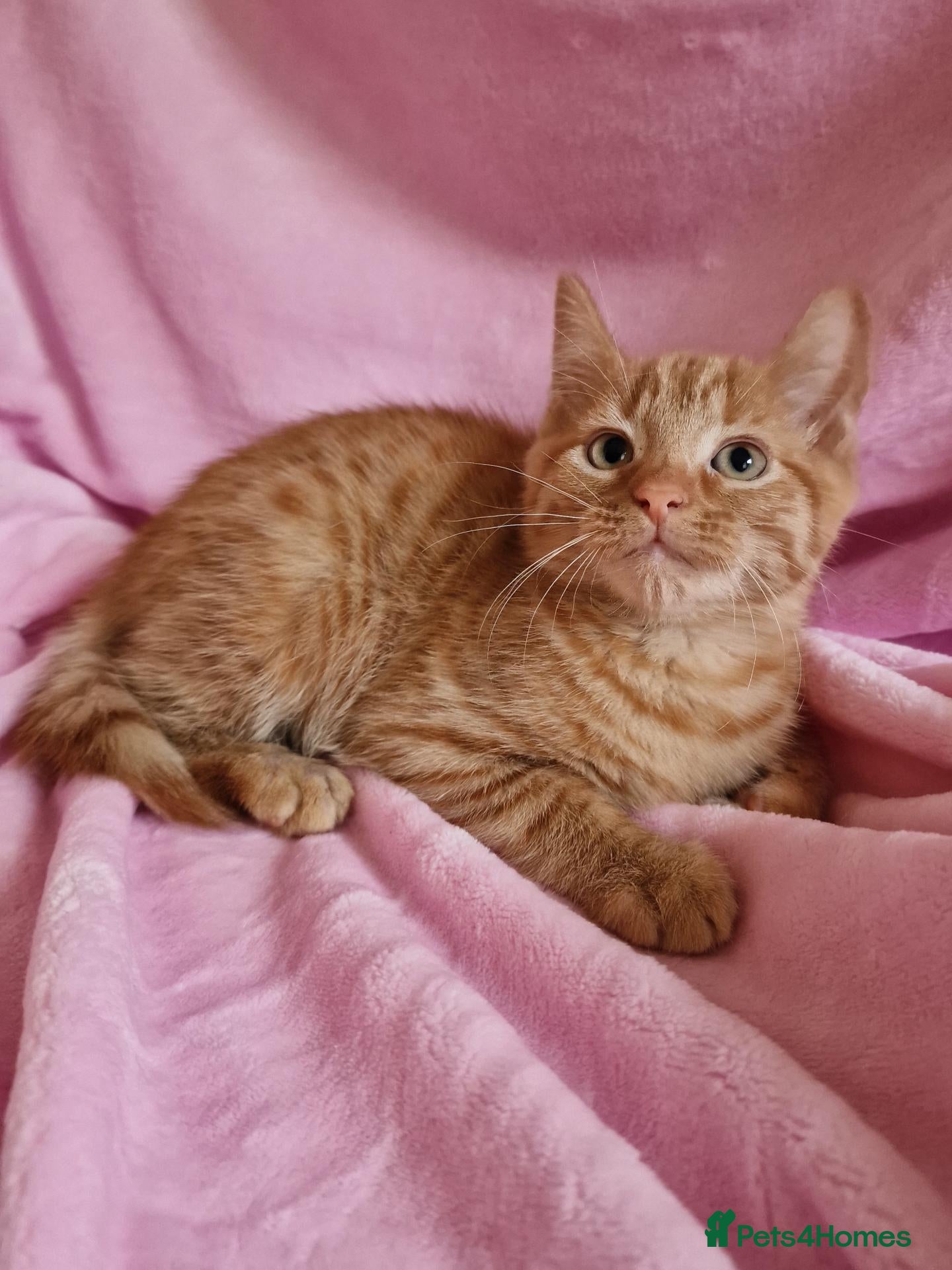 Mixed Breed cats Cute kittens  - Advert 22
