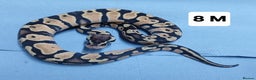 Python Snake reptiles for sale: Hatchling Royal Pythons Males  - Advert 7