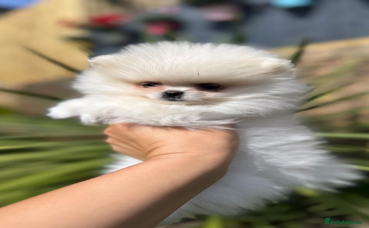Pomeranian dogs - Advert 1