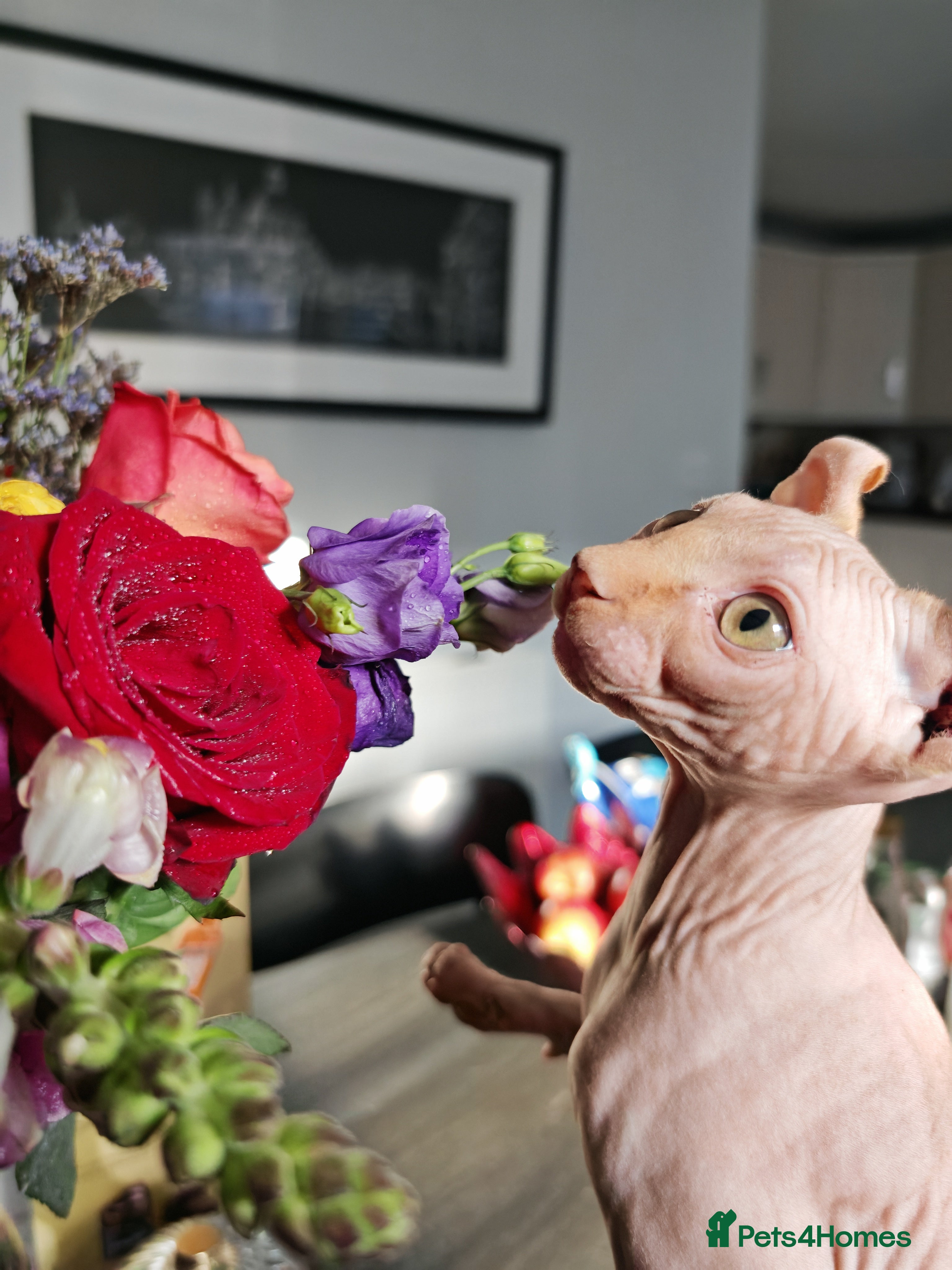 Sphynx cats Last Elf Boy left! READY NOW - Advert 2