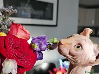 Sphynx cats Last Elf Boy left! READY NOW - Advert 2