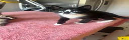 Mixed Breed cats for sale: 4 x Adorable Loving Kittens Ready NOW! - Advert 34