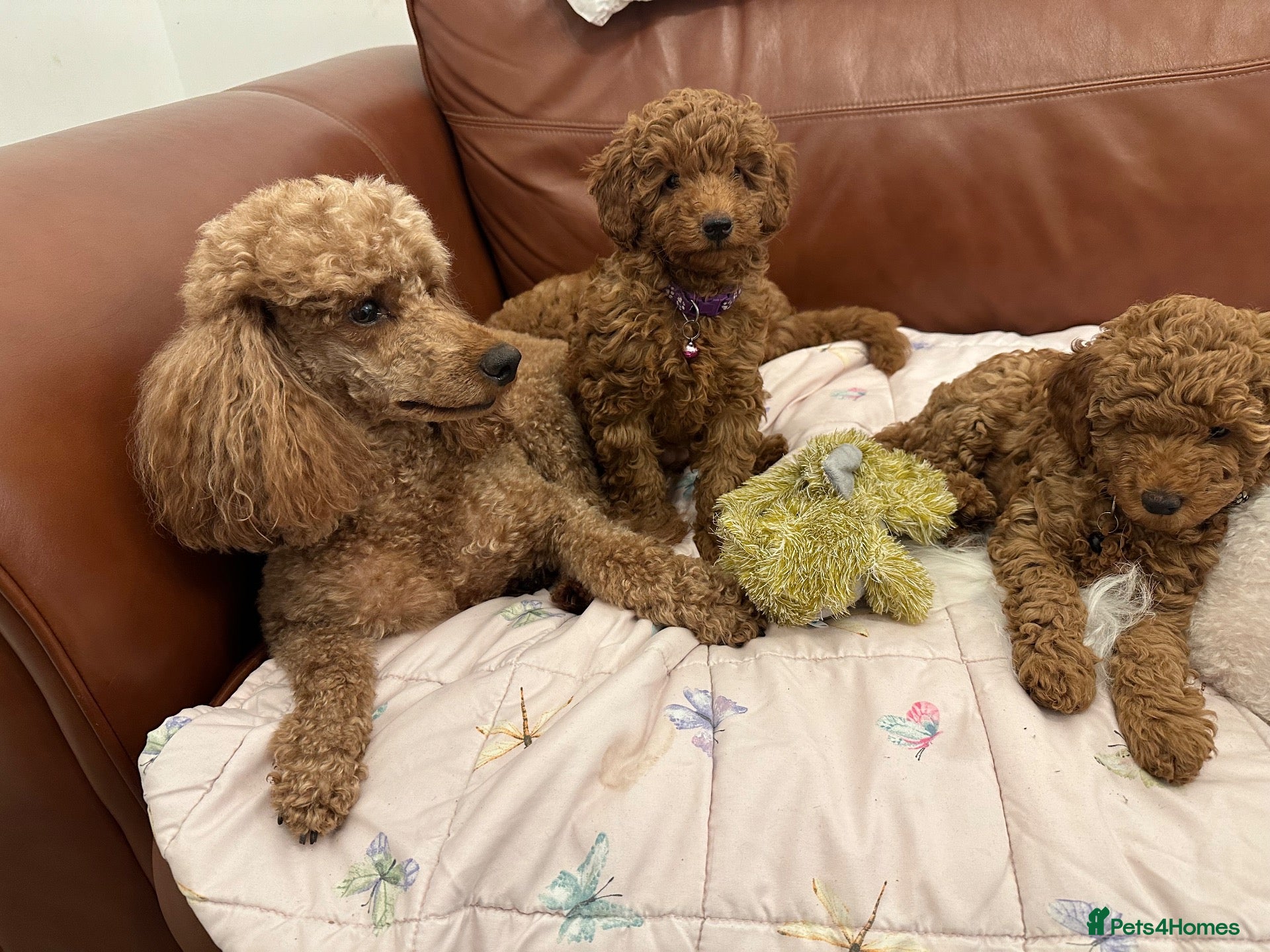 Miniature Poodle dogs 2 beautiful miniature poodle puppies - Advert 4
