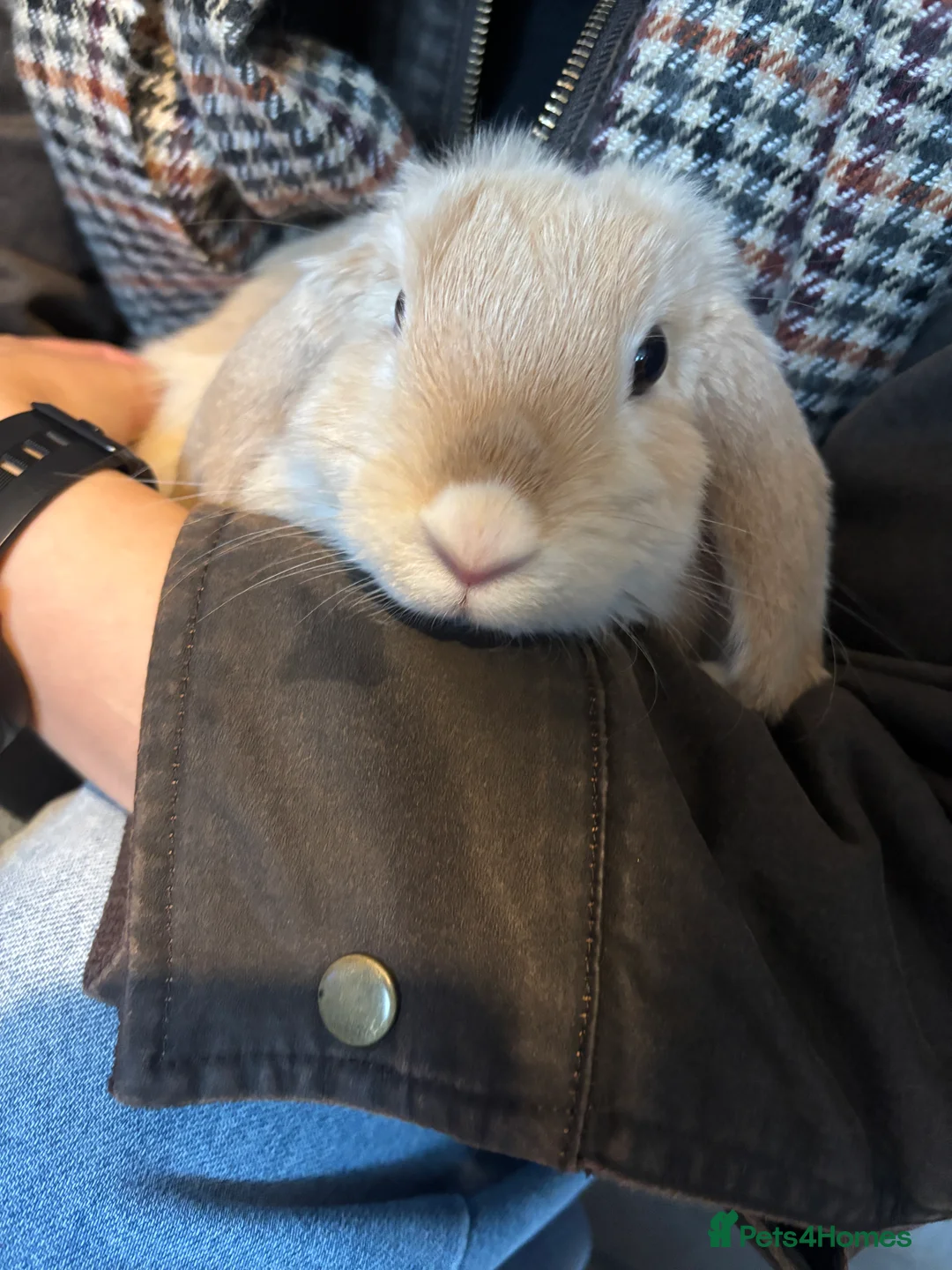 Mini Lop rabbits for sale: 2 mini lops for rehoming  - Advert 3