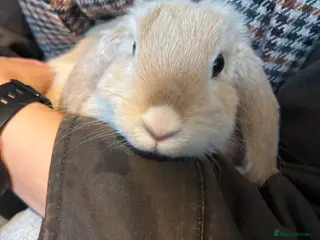 Mini Lop rabbits 2 mini lops for rehoming - Advert 4