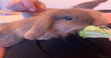 Mini Lop rabbits - Advert 14