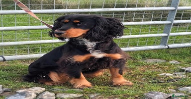 Cocker Spaniel dogs - Advert 16
