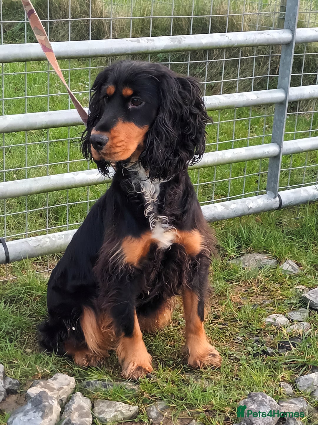 Cocker Spaniel dogs for sale: Show Type Cocker Spaniels - Image 6