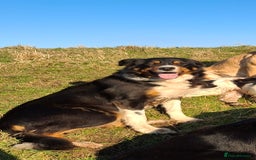 Border Collie dogs for sale: Border collie puppies for sale  - Image 4