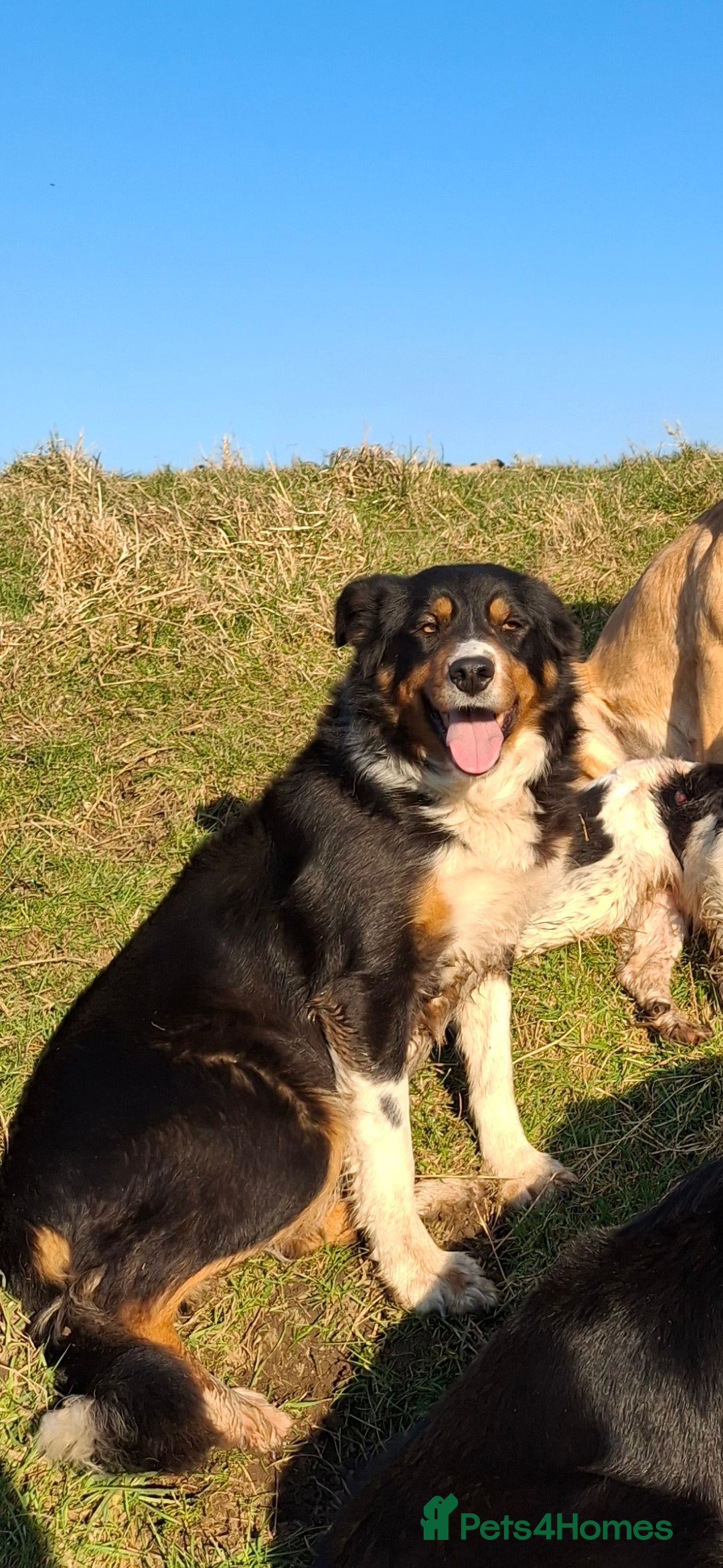 Border Collie dogs for sale: Border collie puppies for sale  - Image 4