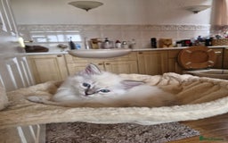 Ragdoll cats for sale: RAGDOLL KITTENS❣️FUR BABIES READY TO GO - Image 6