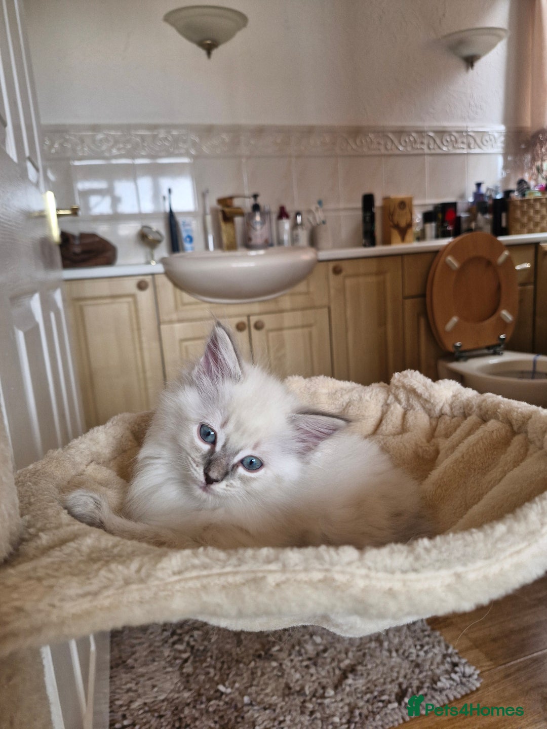Ragdoll cats for sale: RAGDOLL KITTENS❣️FUR BABIES READY TO GO - Image 6