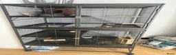 Chinchilla rodents for sale: Chincilla  in Bournemouth - Advert 2