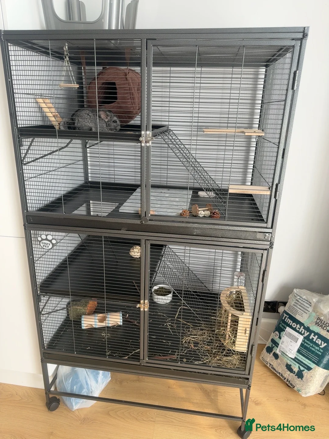 Chinchilla rodents for sale: Chincilla  in Bournemouth - Advert 2