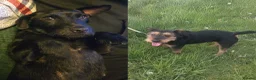 Mixed Breed dogs for sale: Patterdale X Lakeland Terrier  - Advert 8