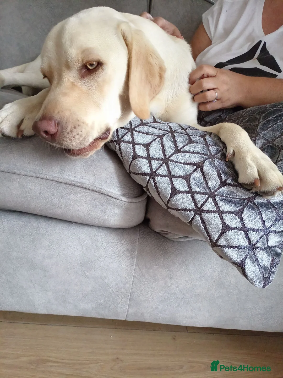 Golden Retriever dogs for sale: Jingles - Advert 2