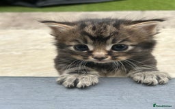 Domestic Shorthair cats for sale: 4 Beautiful Short Hair Kittens  - Image 3