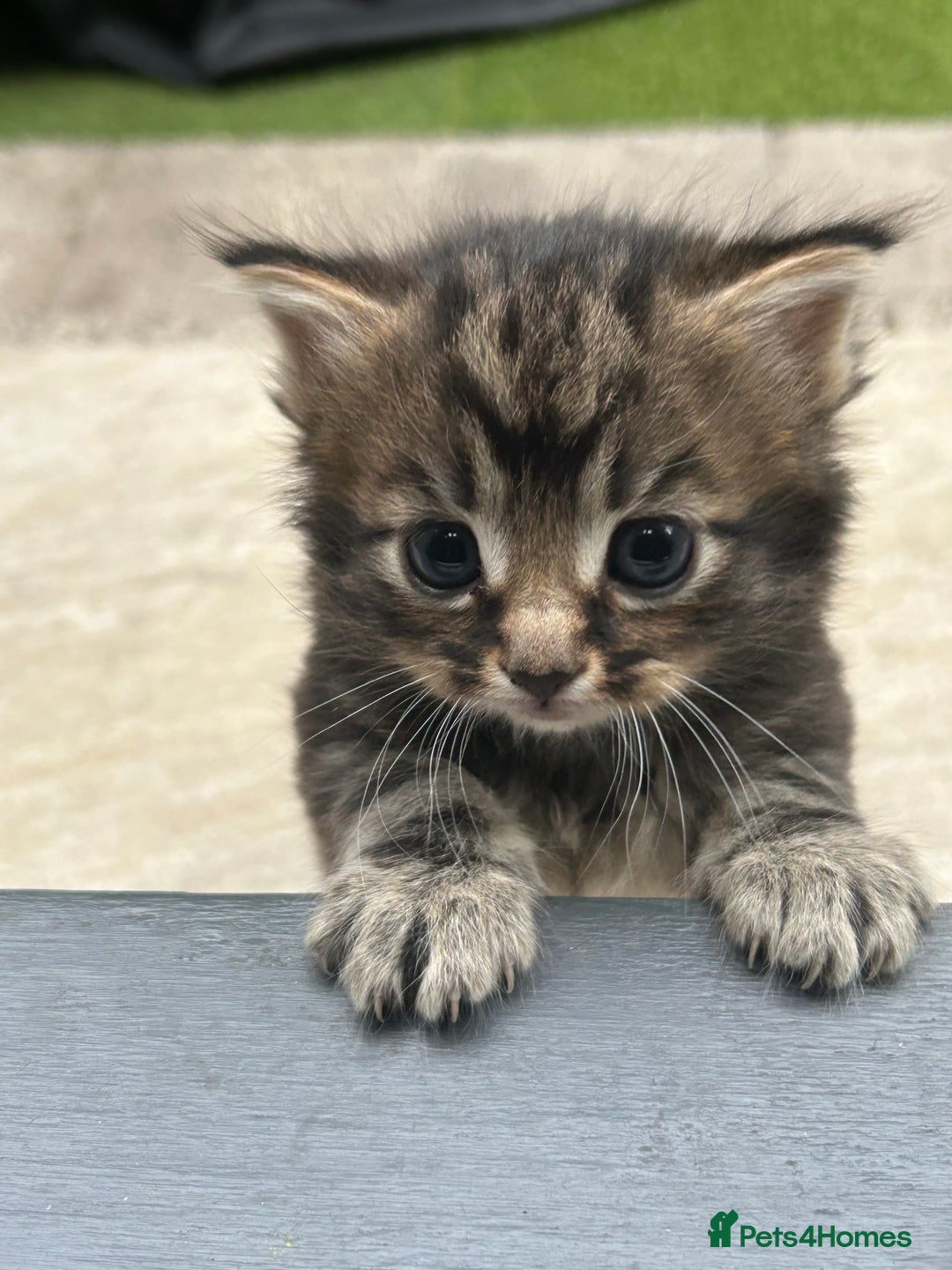 Domestic Shorthair cats for sale: 4 Beautiful Short Hair Kittens  - Image 3