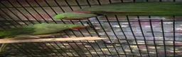 Parrots birds for sale: Alexandrline pair in Wrexham - Advert 4