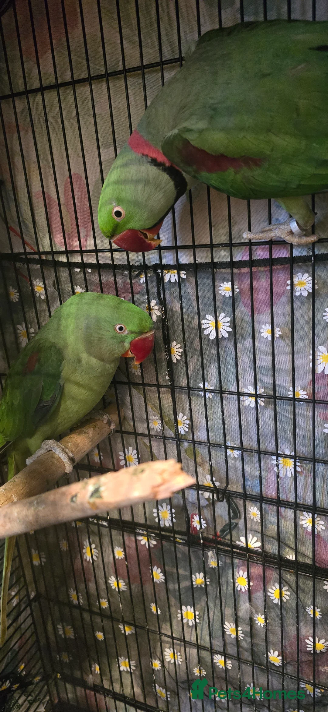 Parrots birds for sale: Alexandrline pair in Wrexham - Advert 4