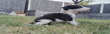 Mixed Breed 1