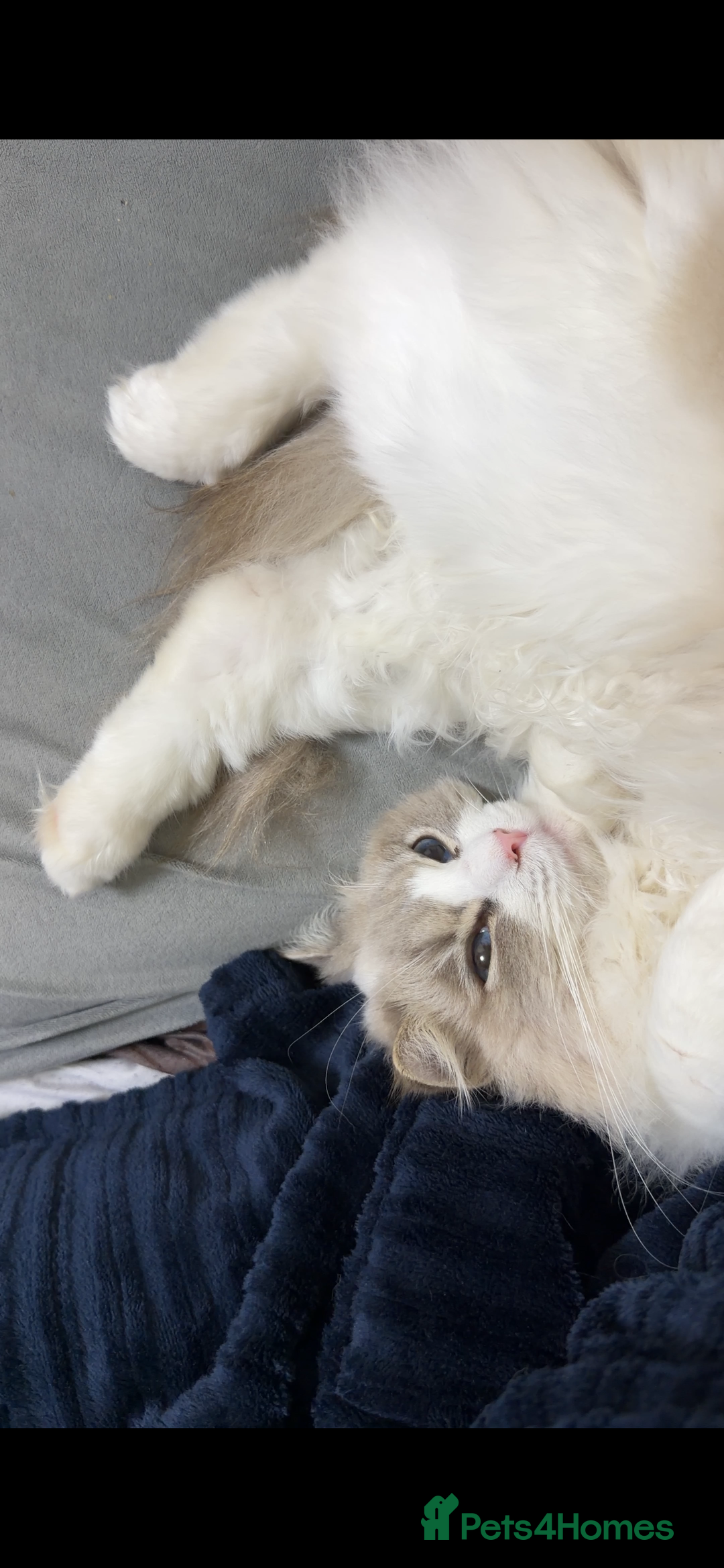 Ragdoll cats for sale: RAGDOLL - Advert 2