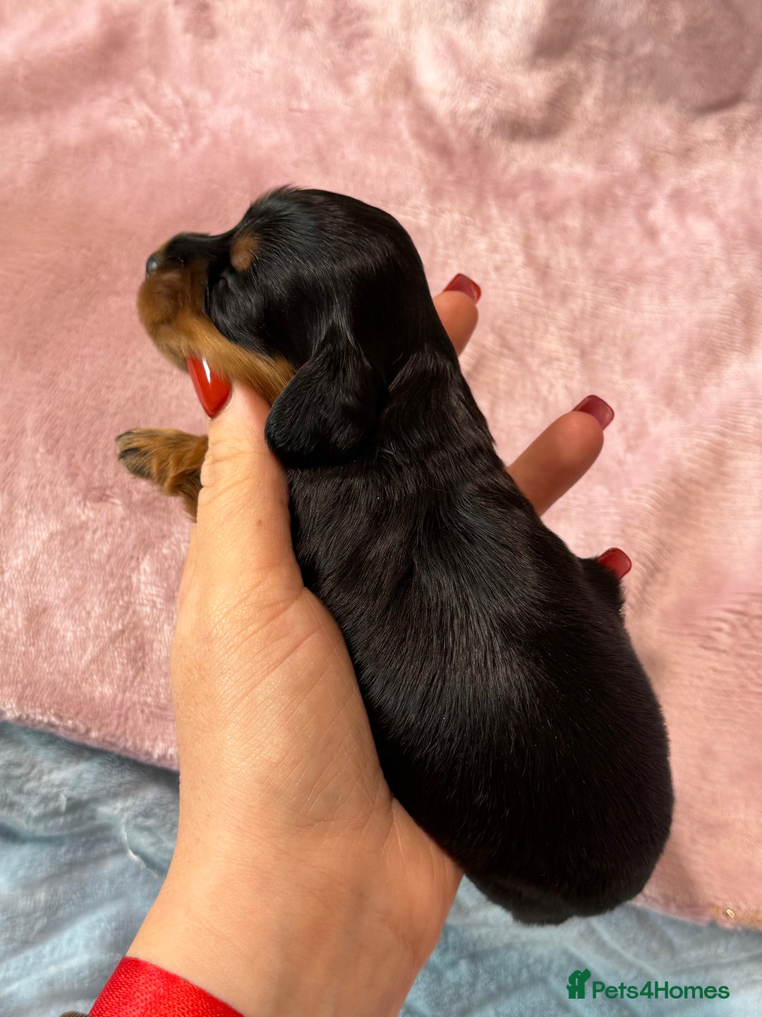 Miniature Dachshund dogs for sale: Beautiful litter of 4 miniature daschunds  - Image 11