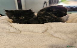 Siberian cats for sale: 5 gorgeous siberian kittens - Image 5