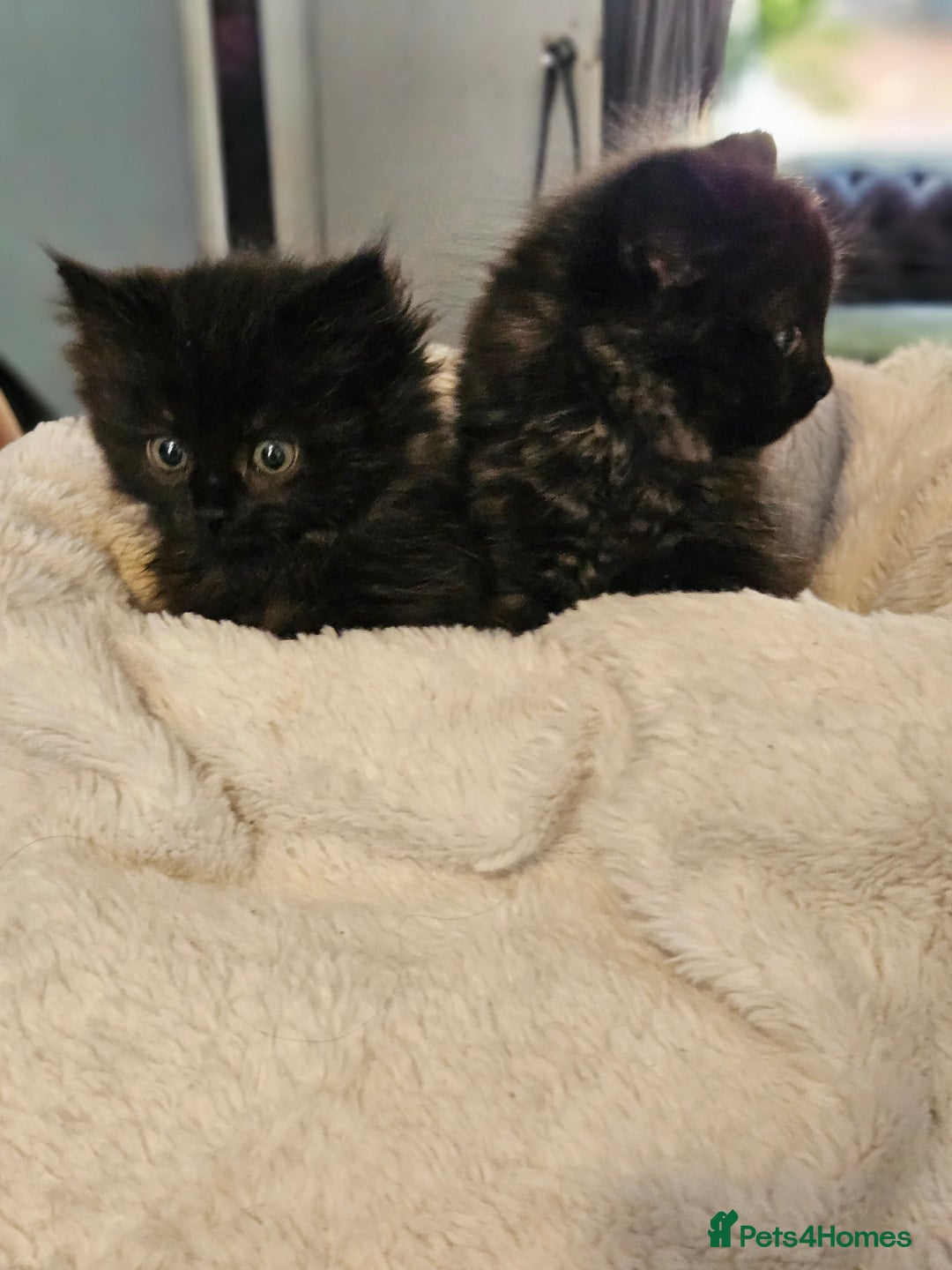 Siberian cats for sale: 5 gorgeous siberian kittens - Image 5