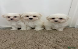 Maltipoo dogs for sale: Maltipoo puppies  - Image 6