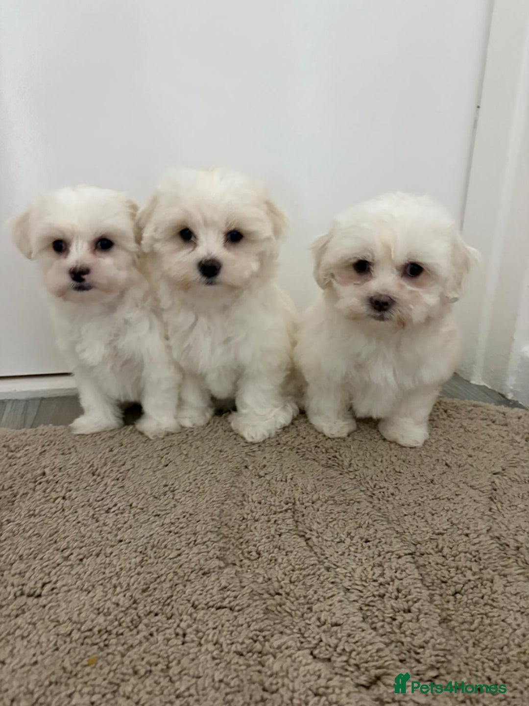 Maltipoo dogs for sale: Maltipoo puppies  - Image 6