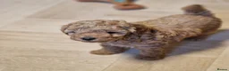 Toy Poodle dogs for sale: Pure toy poodle  - Advert 9