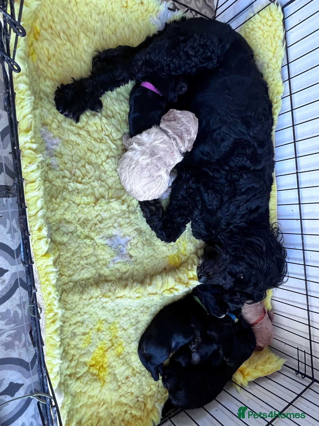 Cockapoo dogs for sale: Cockapoo  - Image 11