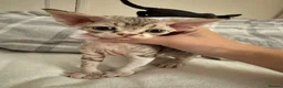 Devon Rex cats for sale: 2026 Devon Rex litters  - Advert 4