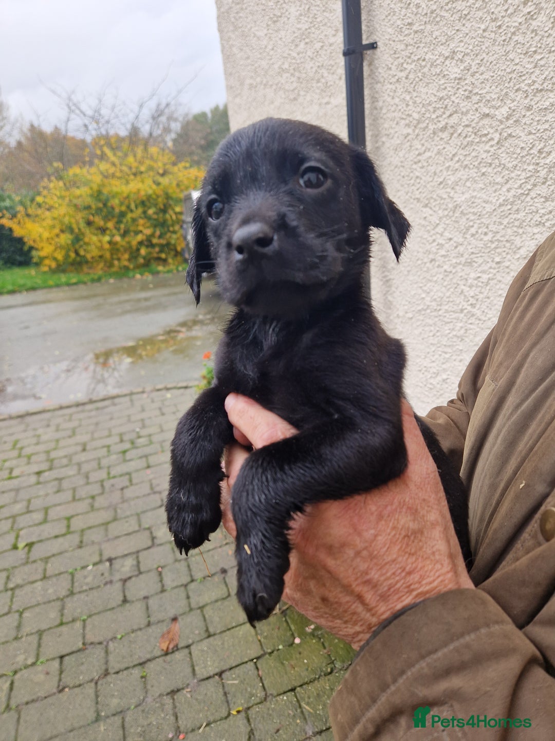 Labrador Retriever dogs for sale: Black and Gold Labrador Pups - Image 15