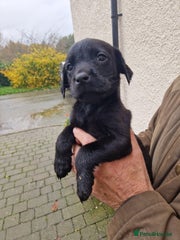 Labrador Retriever Puppy 5